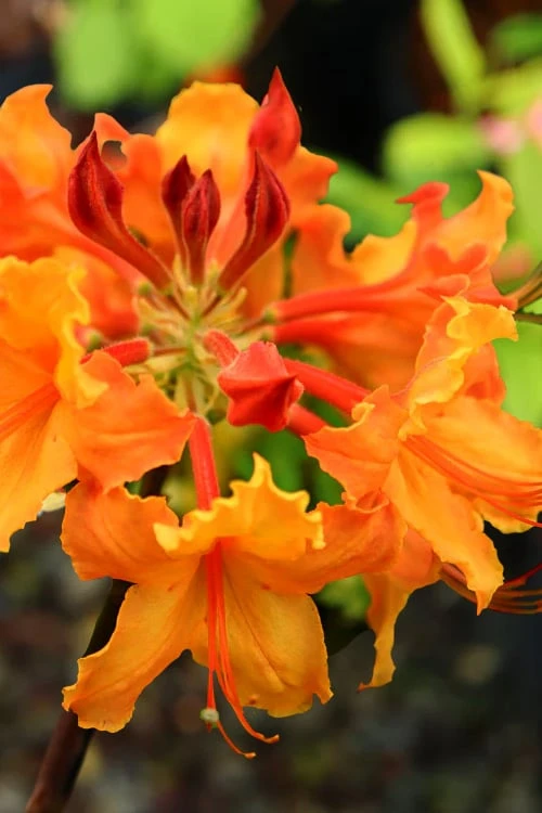 Andrew J. Boike Alabama Flame Native Azalea Azalea - 3 Gallon Pot - Image 5