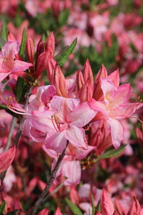 Candy Lights Cold Hardy Azalea (Rhododendron) - 3 Gallon Pot - Image 6