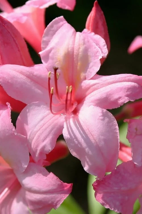 Candy Lights Cold Hardy Azalea (Rhododendron) - 3 Gallon Pot - Image 4
