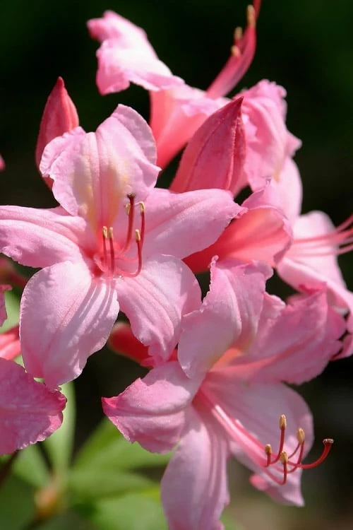 Candy Lights Cold Hardy Azalea (Rhododendron) - 3 Gallon Pot