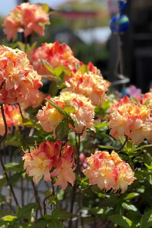 Cannon's Double Exbury Azalea (Rhdodendron) - 2 Gallon Pot - Image 4