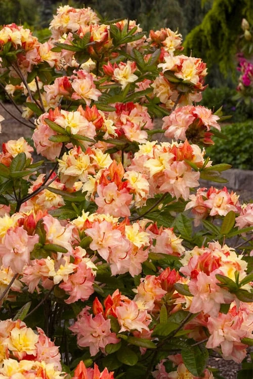 Cannon's Double Exbury Azalea (Rhdodendron) - 2 Gallon Pot - Image 5