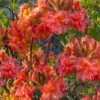 Father Ryan Oconee Native Azalea - 3 Gallon Pot