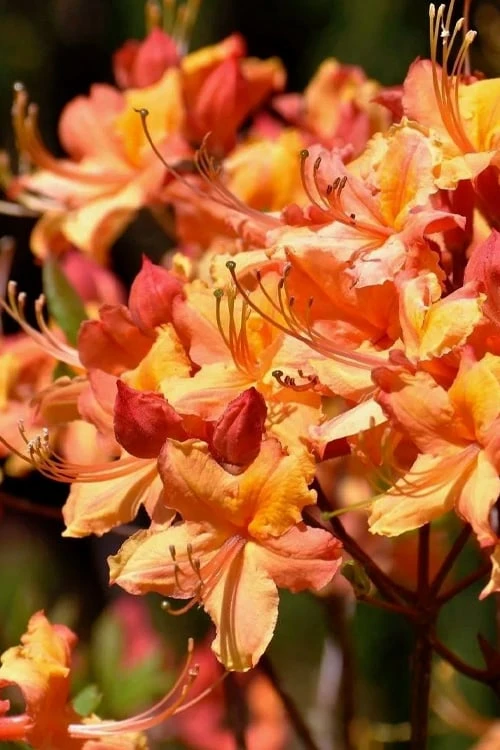 Tallulah Sunrise Native Azalea (Rhododendron) - 1 Gallon Pot - Image 4