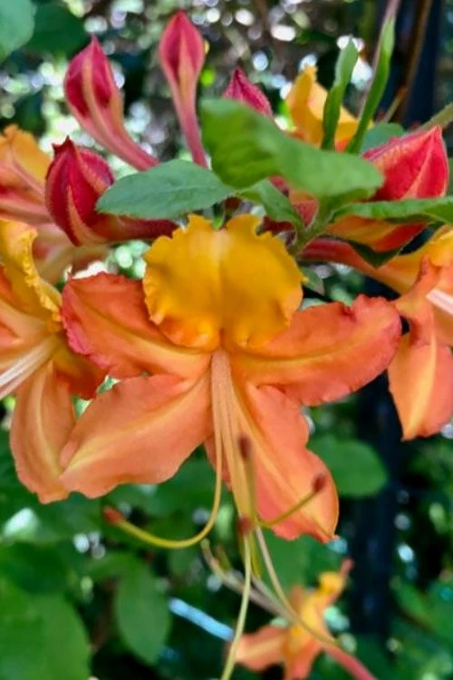 Verdie Sommerville Azalea (Rhododendron) - 3 Gallon Pot - Image 4