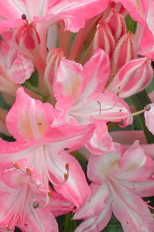 Ribbon Candy Swamp Azalea (Rhododendron Viscosum) - 2 Gallon Pot - Image 4