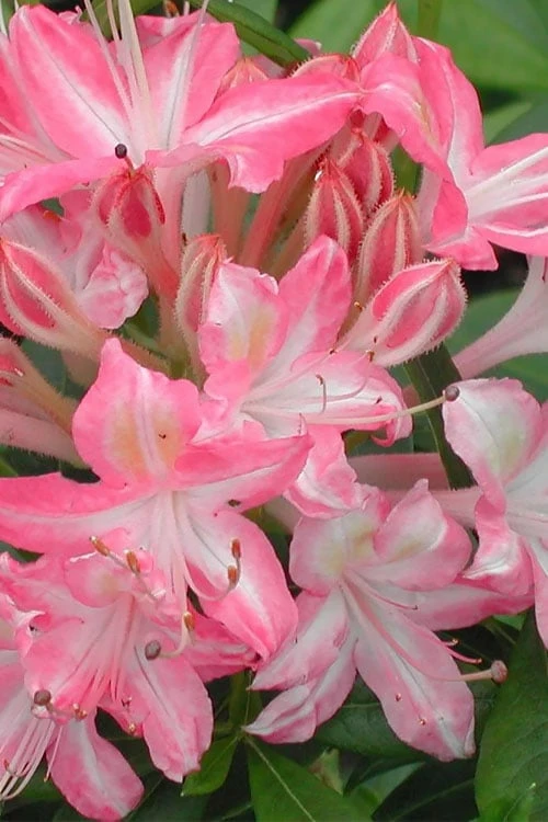 Ribbon Candy Swamp Azalea (Rhododendron Viscosum) - 2 Gallon Pot