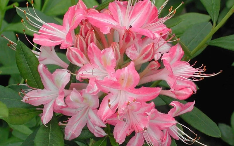 Ribbon Candy Swamp Azalea (Rhododendron Viscosum) - 2 Gallon Pot - Image 5