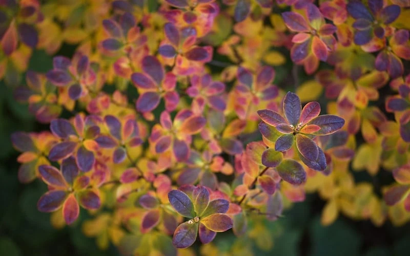 Ribbon Candy Swamp Azalea (Rhododendron Viscosum) - 2 Gallon Pot - Image 6