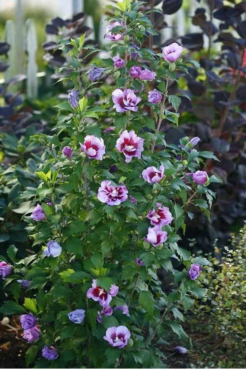 Purple Pillar Rose Of Sharon - 5 Gallon Pot - Image 5