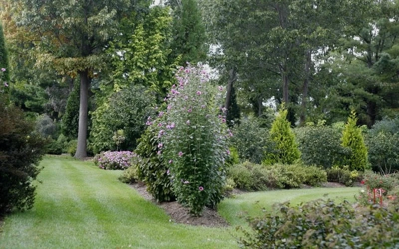Purple Pillar Rose Of Sharon - 5 Gallon Pot - Image 4