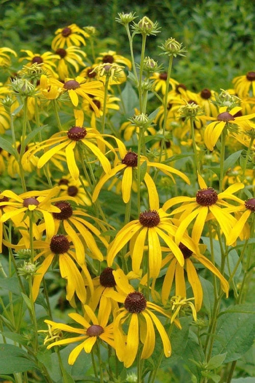 Sweet Coneflower (Rudbeckia Subtomentosa) - 1 Gallon Pot - Image 8