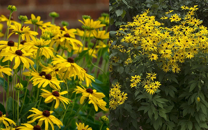 Sweet Coneflower (Rudbeckia Subtomentosa) - 1 Gallon Pot - Image 7
