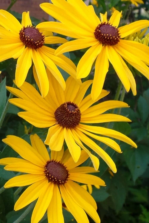 Sweet Coneflower (Rudbeckia Subtomentosa) - 1 Gallon Pot