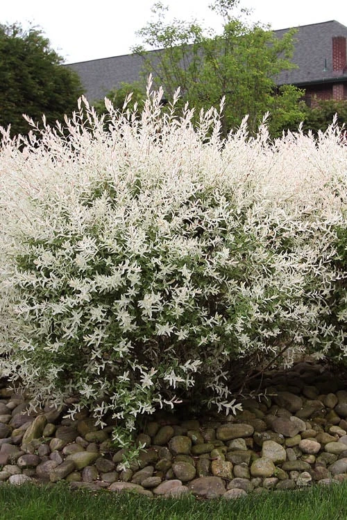 Flamingo Dappled Willow (Shrub Form) - 1 Gallon Pot - Image 5