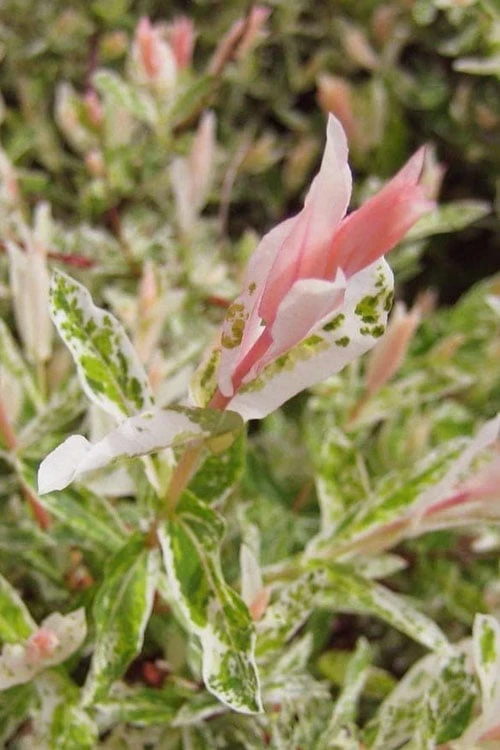 Flamingo Dappled Willow (Shrub Form) - 3 Gallon Pot - Image 7