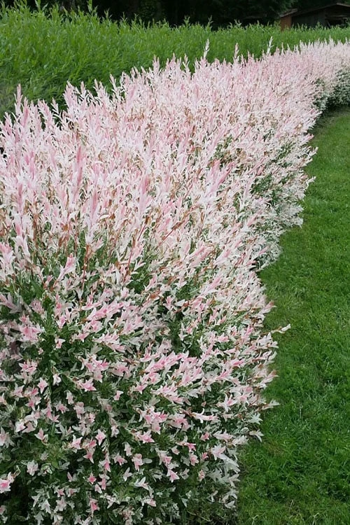 Flamingo Dappled Willow (Shrub Form) - 3 Gallon Pot - Image 4
