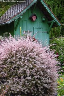 Flamingo Dappled Willow (Shrub Form) - 3 Gallon Pot