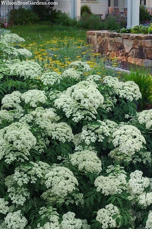 Ranch American Elderberry (Sambucus Canadensis) - 3 Gallon Pot - Image 4