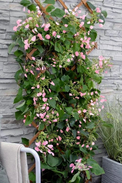 Rose Sensation Pink Climbing Hydrangea Vine - 3 Gallon Pot - Image 8