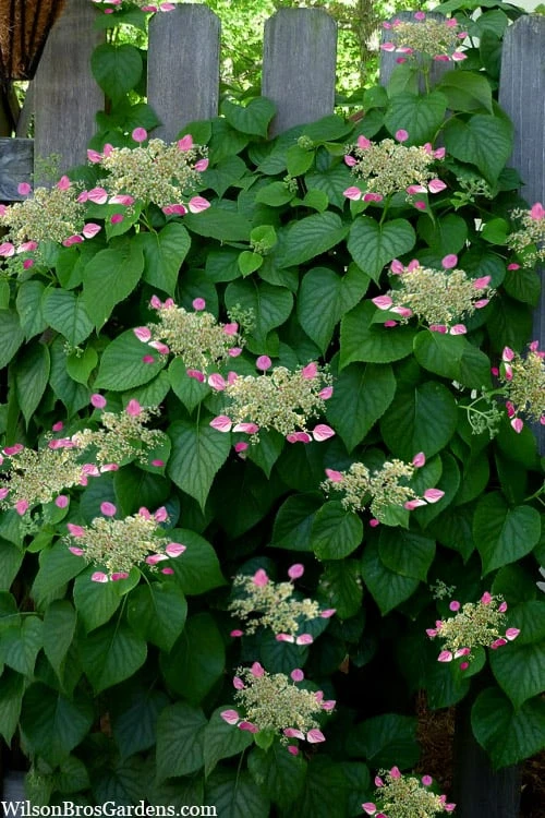 Rose Sensation Pink Climbing Hydrangea Vine - 3 Gallon Pot - Image 6