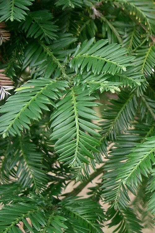 Inman's Select Redwood Tree (Sequoia Sempervirens) - 3 Gallon Pot - Image 8