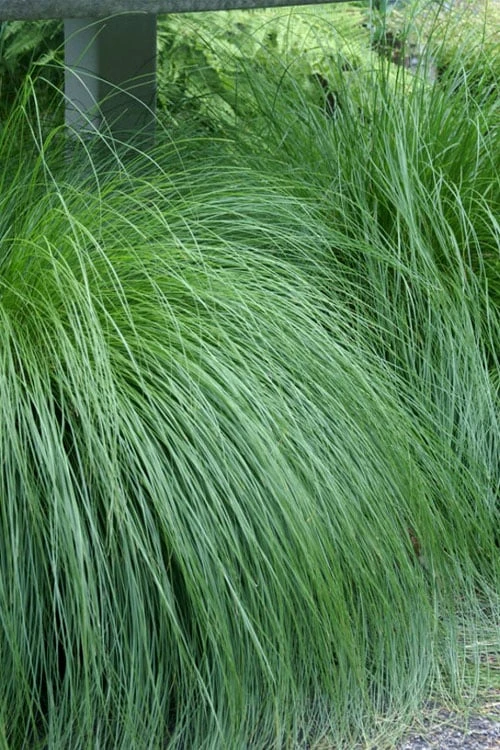 Prairie Dropseed Grass (Sporobolis Heterolepis) - 8 Pack Of 1 Gallon Pots - Image 6