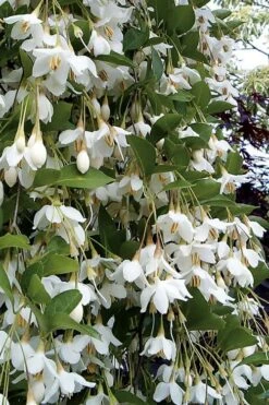 Fragrant Fountain Weeping Japanese Snowbell Tree - 7 Gallon Pot
