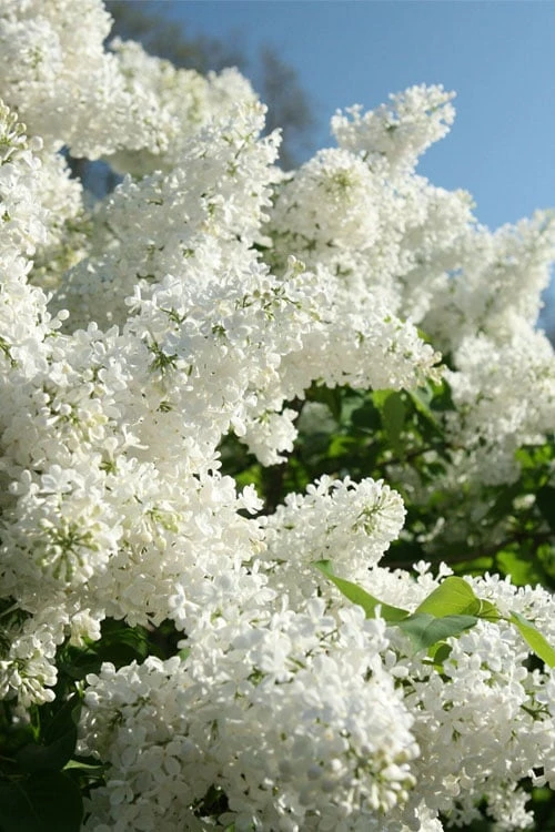 Bridal Memories White French Lilac (Syringa Vulgaris) - 3 Gallon Pot - Image 3