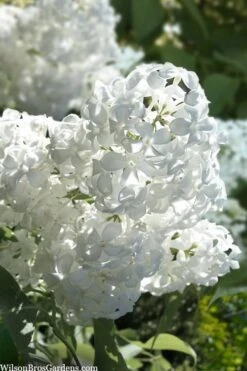 Bridal Memories White French Lilac (Syringa Vulgaris) - 3 Gallon Pot