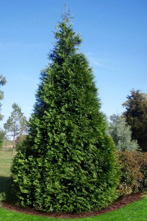 Green Giant Arborvitae (Thuja) - 6-Pack Of 1 Gallon Pots