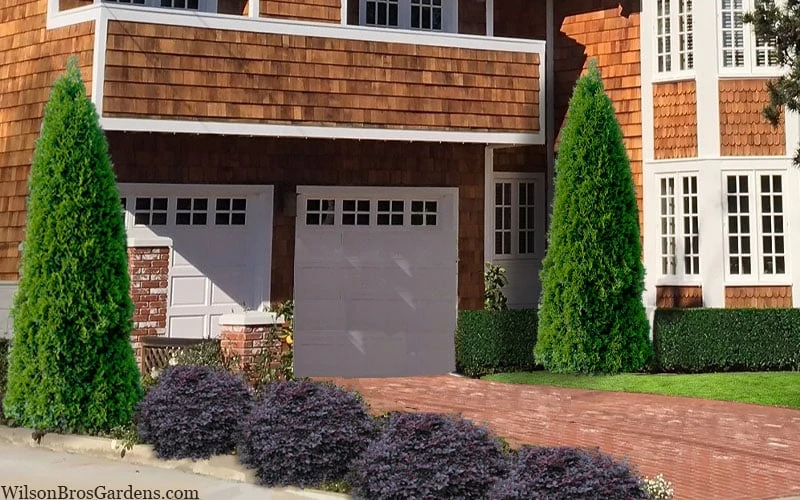 Emerald Green Arborvitae - 7 Gallon Pot (4-5') - Image 4