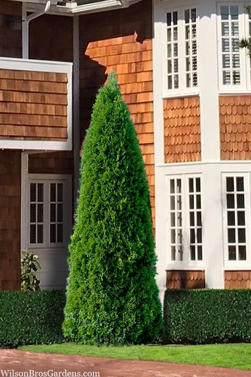 Emerald Green Arborvitae - 7 Gallon Pot (4-5')