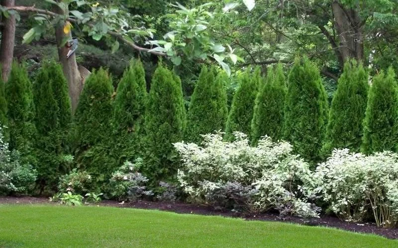 Emerald Green Arborvitae - 7 Gallon Pot (4-5') - Image 7