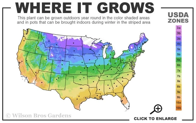 Olympia Clematis - 1 Gallon Pot - Image 3