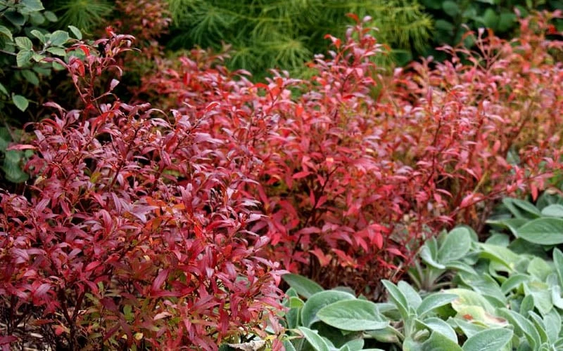 Wild Lowbush Blueberry Plant - 1 Gallon - Image 9