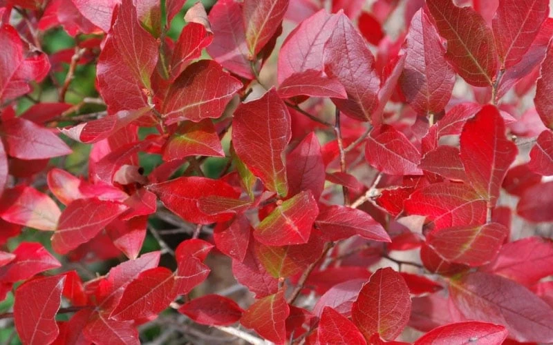 Wild Lowbush Blueberry Plant - 1 Gallon - Image 6