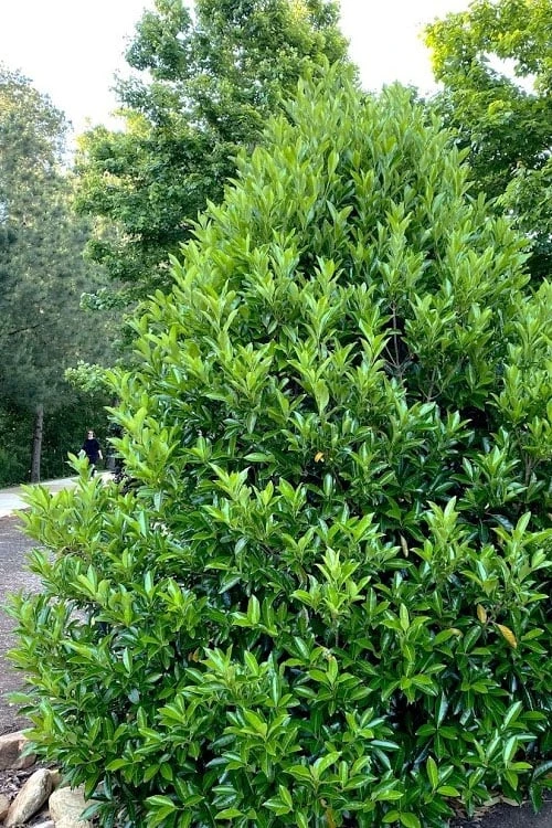 Mirror Leaf Sweet Viburnum - 7 Gallon Pot (3-4') - Image 4