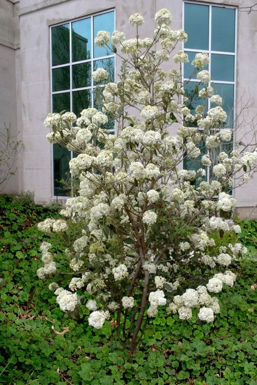 Nantucket Fragrant Snowball Viburnum - 3 Gallon Pot - Image 5