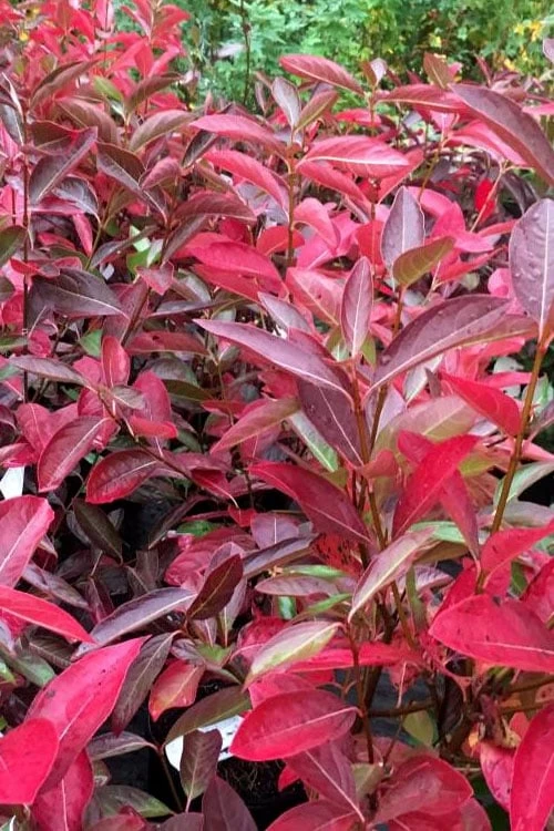 Winterthur Viburnum - 1 Gallon Pot - Image 5