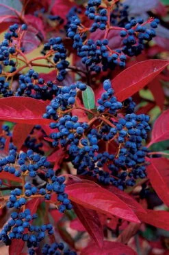 Winterthur Viburnum - 3 Gallon Pot