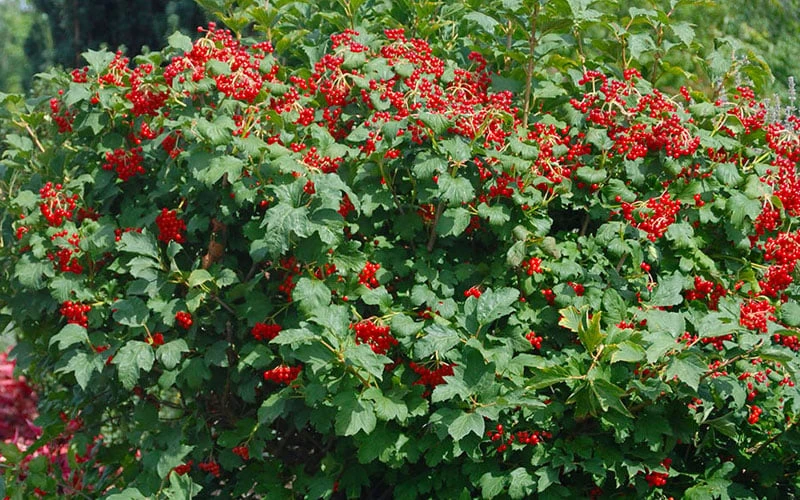 Dwarf European Cranberry Bush - 1 Gallon Pot - Image 6