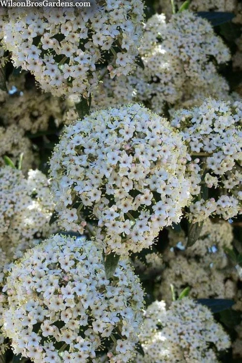 Prague Viburnum - 2.5 Quart Pot - Image 6