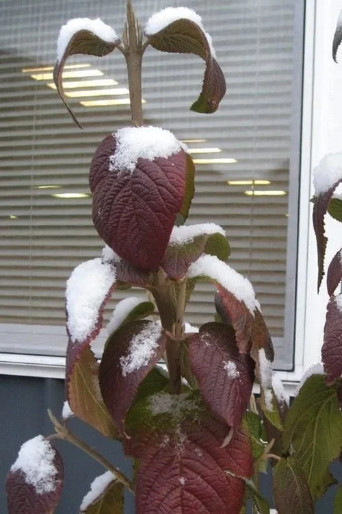 Red Balloon Viburnum - 3 Gallon Pot - Image 6