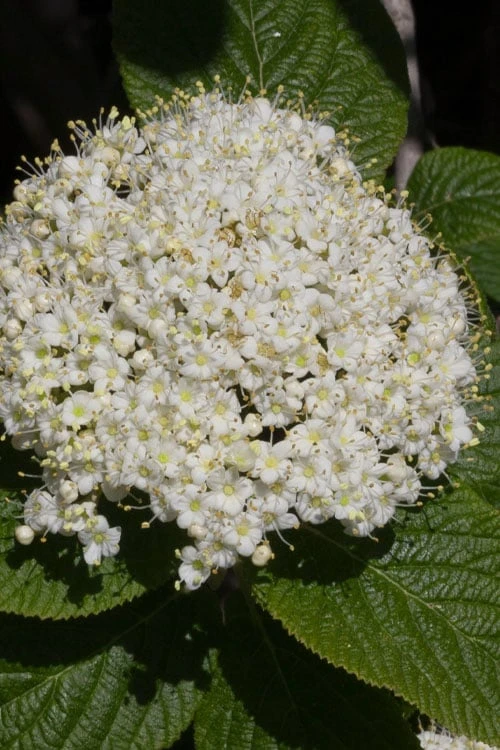 Red Balloon Viburnum - 3 Gallon Pot - Image 4