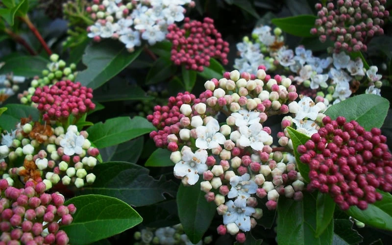 Spring Bouquet Viburnum - 1 Gallon Pot - Image 6