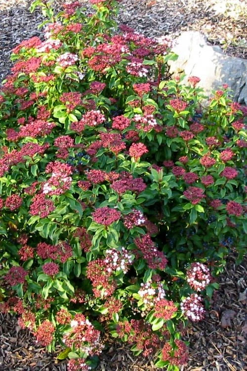 Spring Bouquet Viburnum - 3 Gallon Pot - Image 5