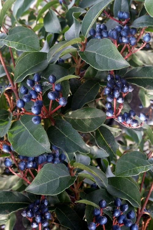 Spring Bouquet Viburnum - 3 Gallon Pot - Image 6