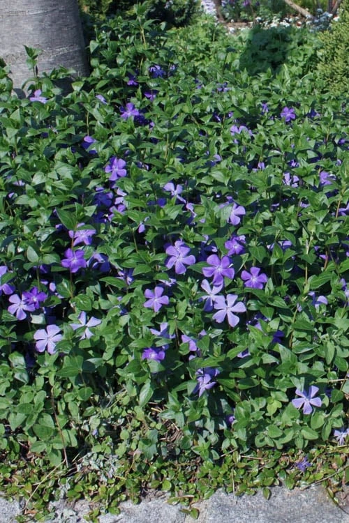 Bigleaf Periwinkle (Vinca Major) - 6 Pack Of Pint Pots - Image 4