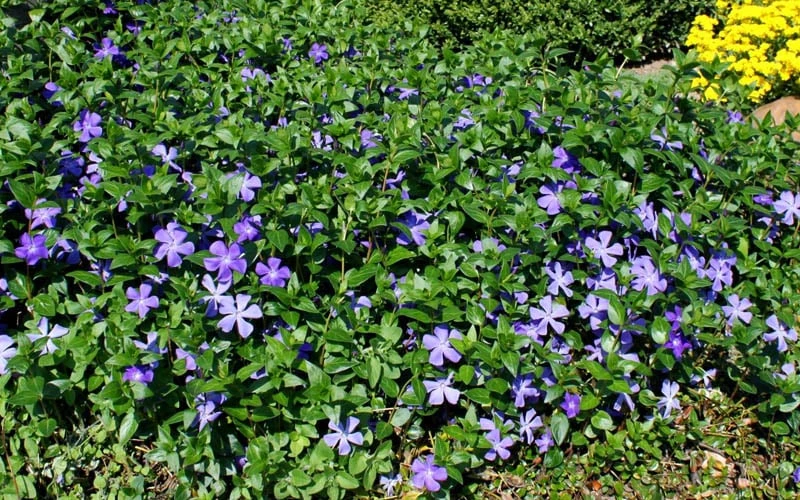 Bigleaf Periwinkle (Vinca Major) - 6 Pack Of Pint Pots - Image 5